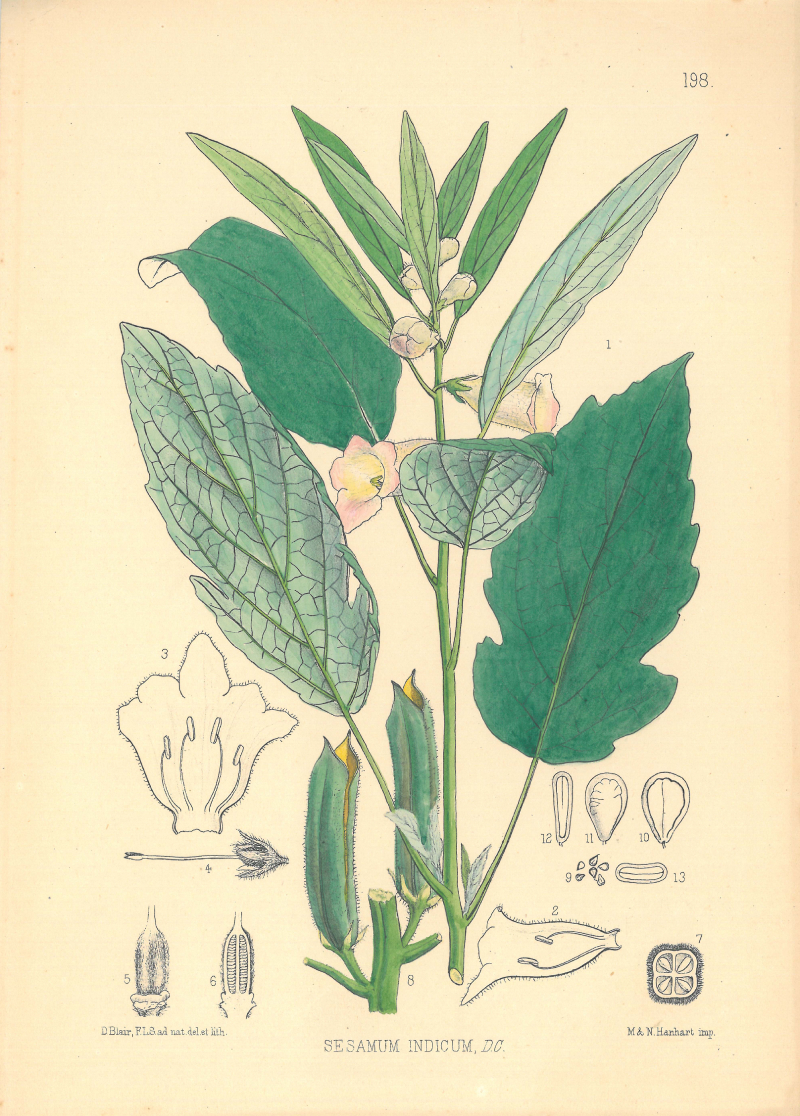 Botanical illustration of the plant Sesamum indicum, common name sesame.