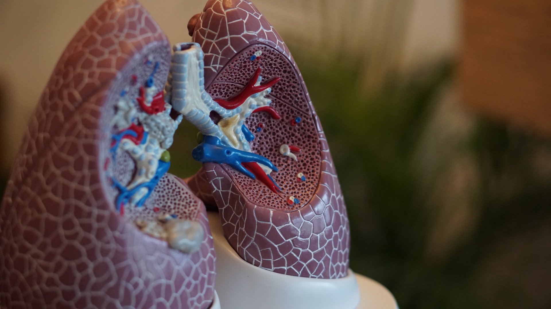 A medical model of the lungs