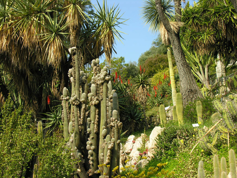 Image of succulents in the Hanbury Botanical Gardens